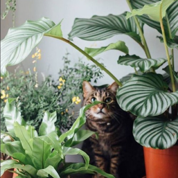 Meet your Posher, Mochele - Picture 1 of 1